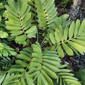 ZAMIA